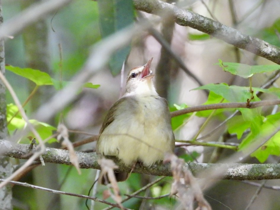 Swainson's Warbler - Karen Seward