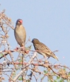 Red-billed Quelea - ML618511935