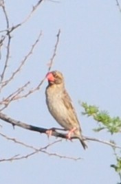 Red-billed Quelea - ML618511936
