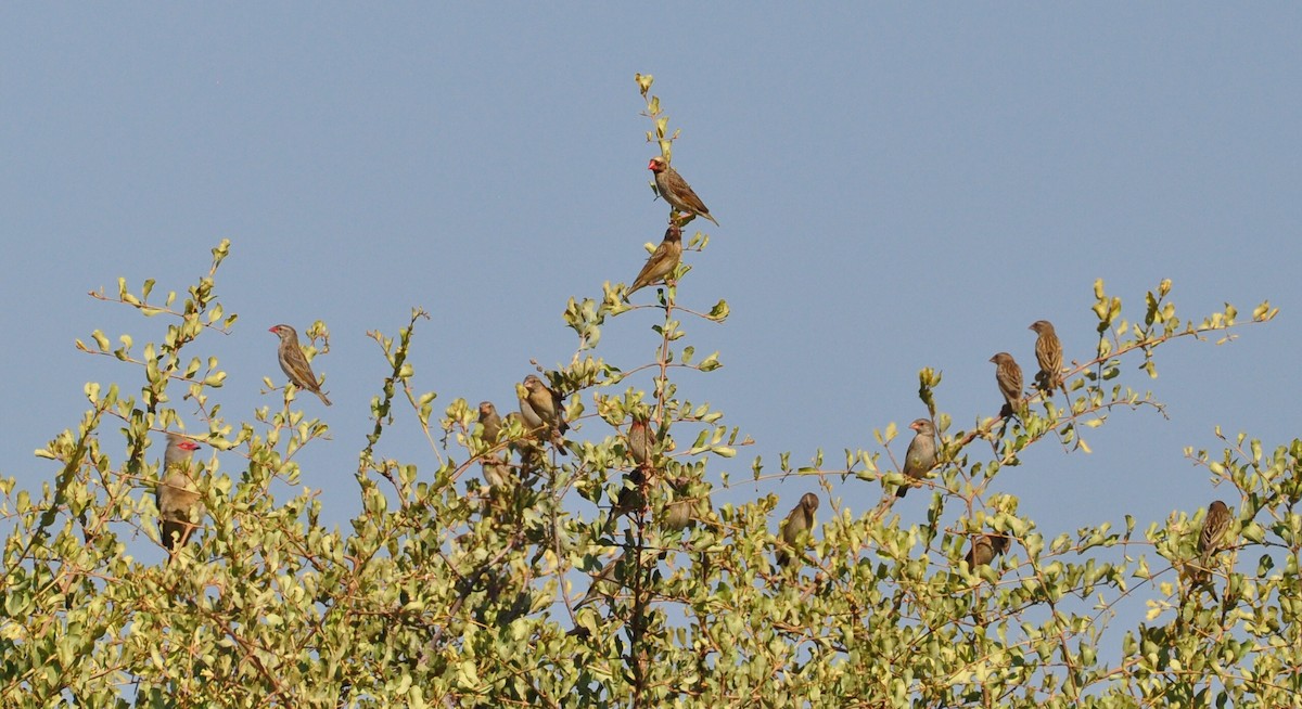 Red-billed Quelea - ML618511937