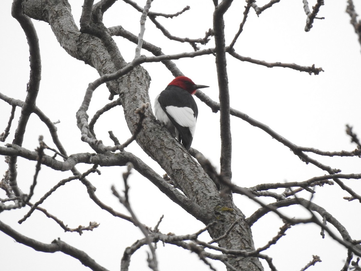 Red-headed Woodpecker - Gloria and Andy Schwabe