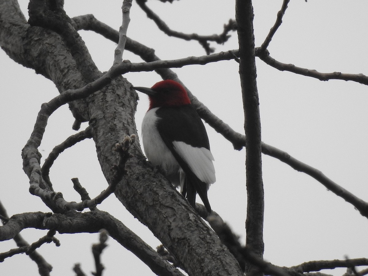 Pic à tête rouge - ML618511974