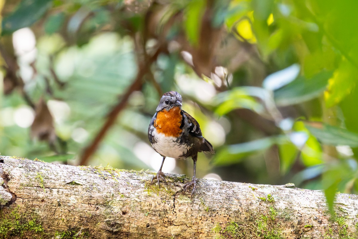 Australian Logrunner - ML618511978