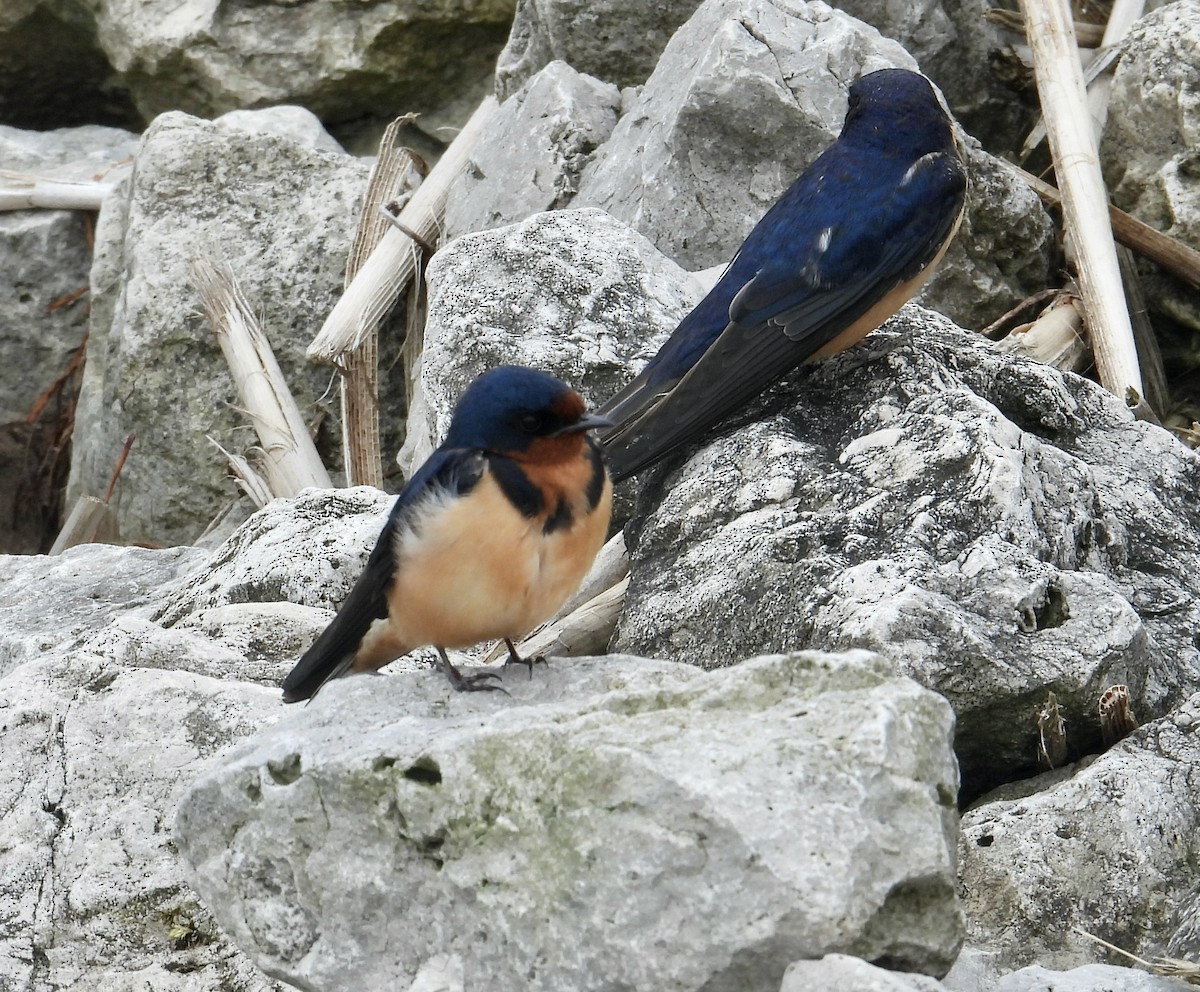 Barn Swallow - Jennifer  Kuehn