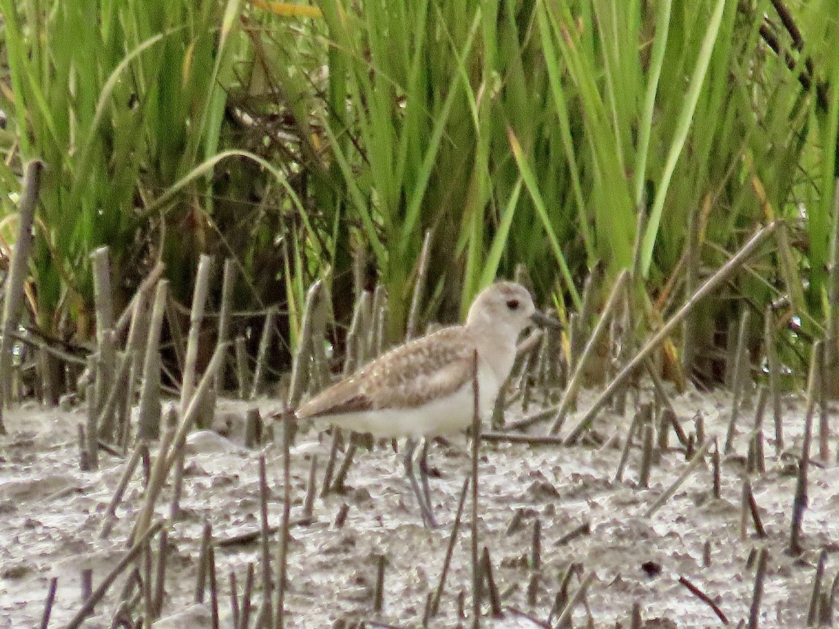 Black-bellied Plover - ML618512052