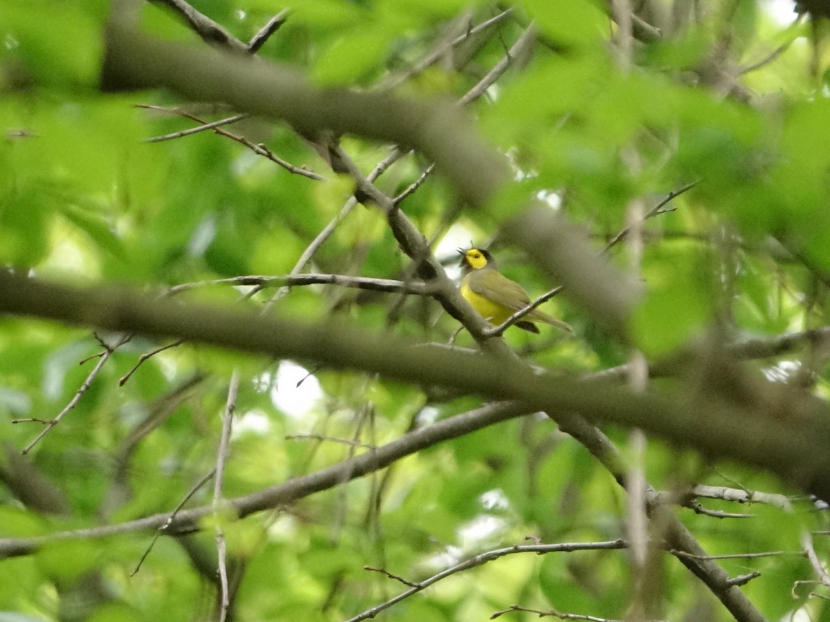 Hooded Warbler - Frank Marenghi