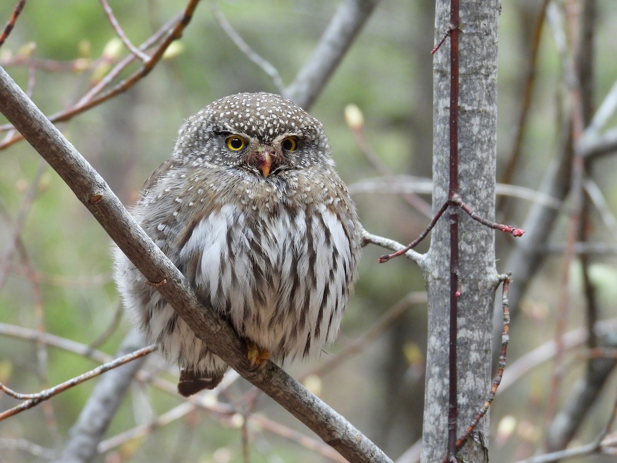 Northern Pygmy-Owl - Tim Forrester