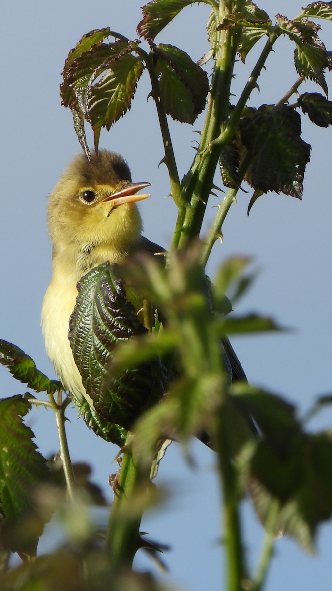 Melodious Warbler - ML618512127