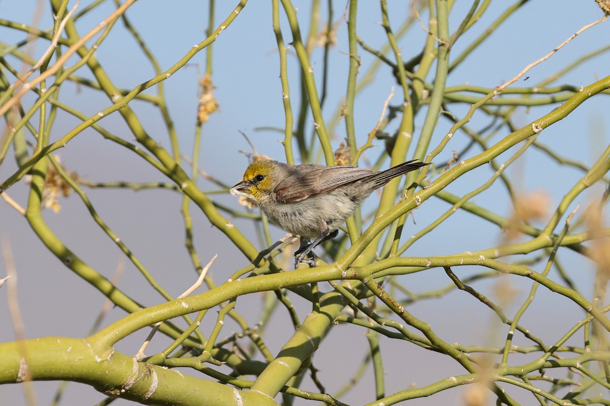 Pájaro Moscón Baloncito - ML618512136