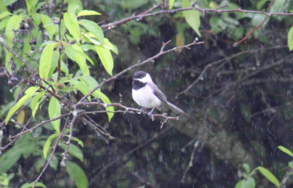 Carolina Chickadee - Deborah  Hansen