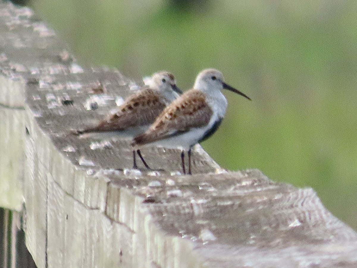 Dunlin - Craig Watson