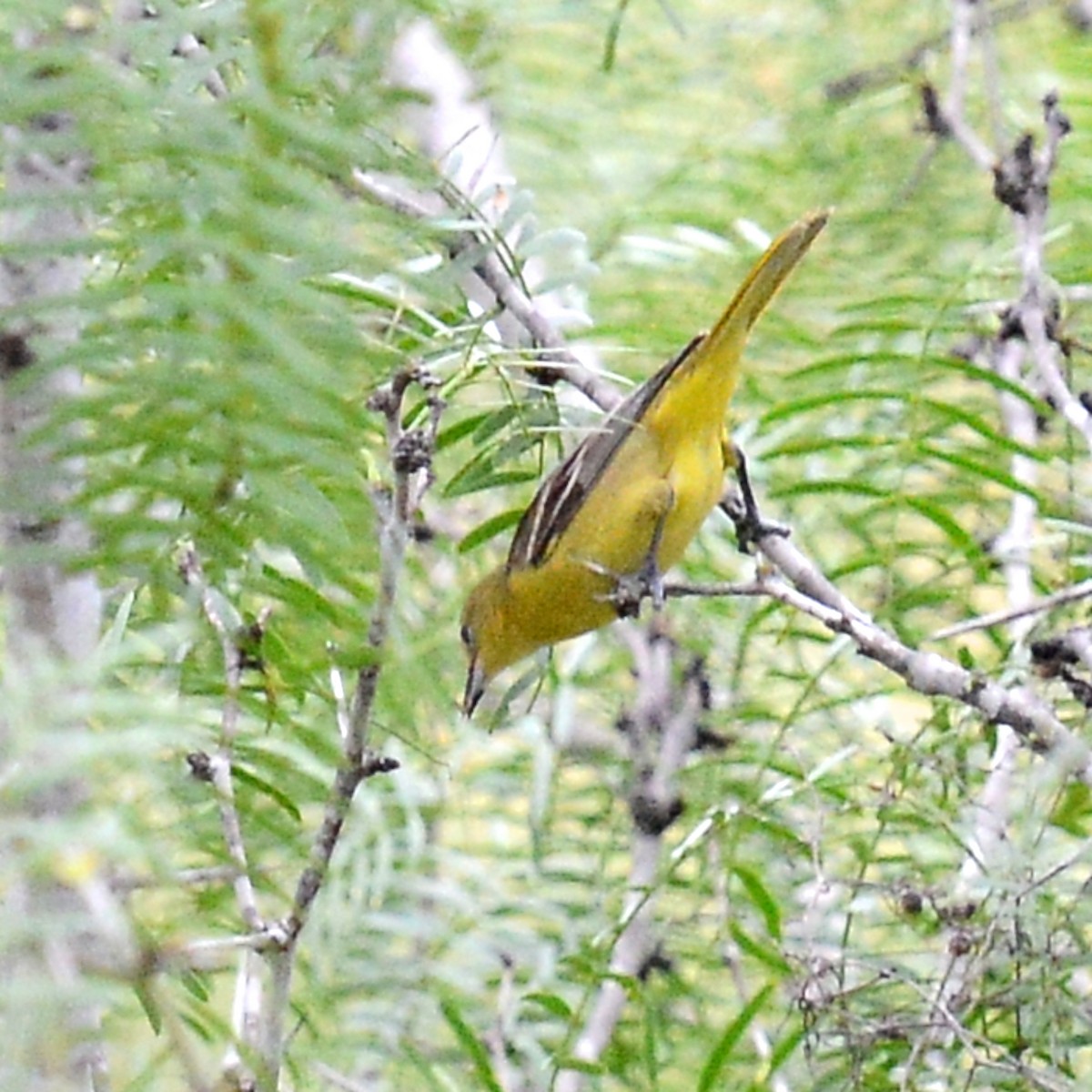 Orchard Oriole - ML618512182