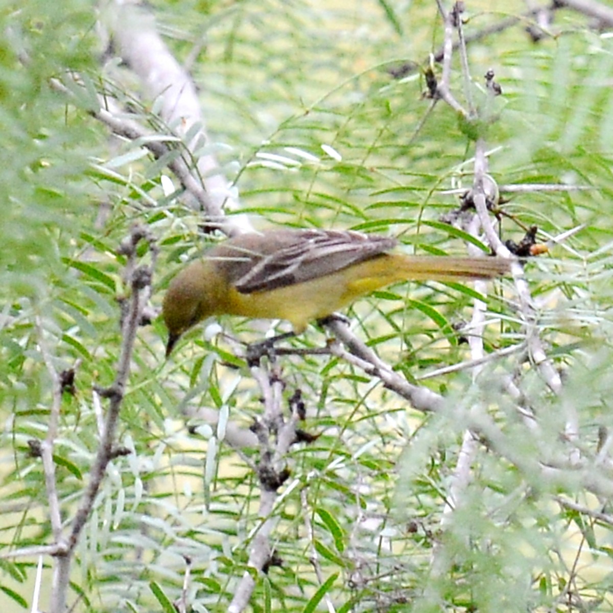 Orchard Oriole - ML618512183