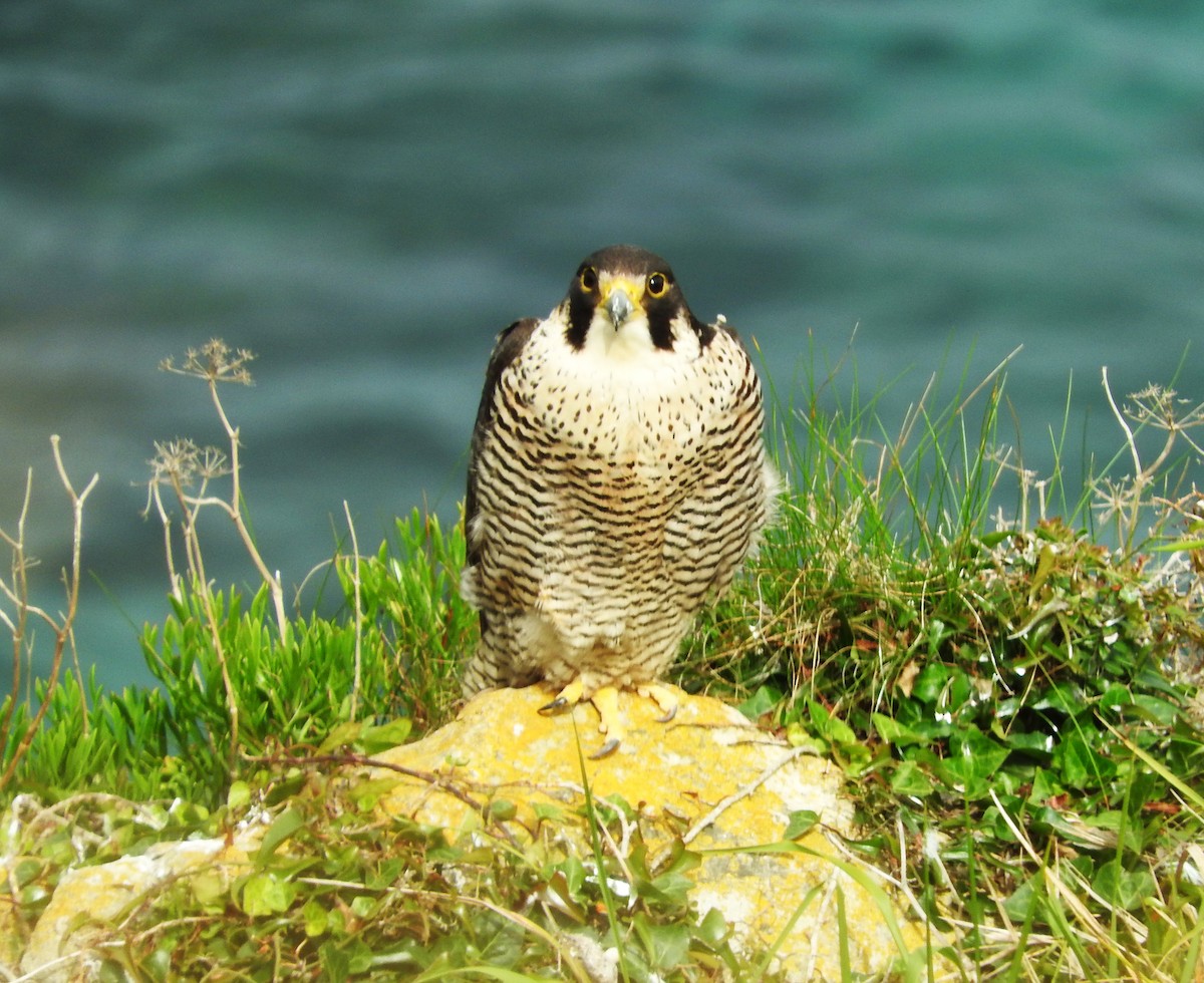 Peregrine Falcon - Marta Mesa Artabe