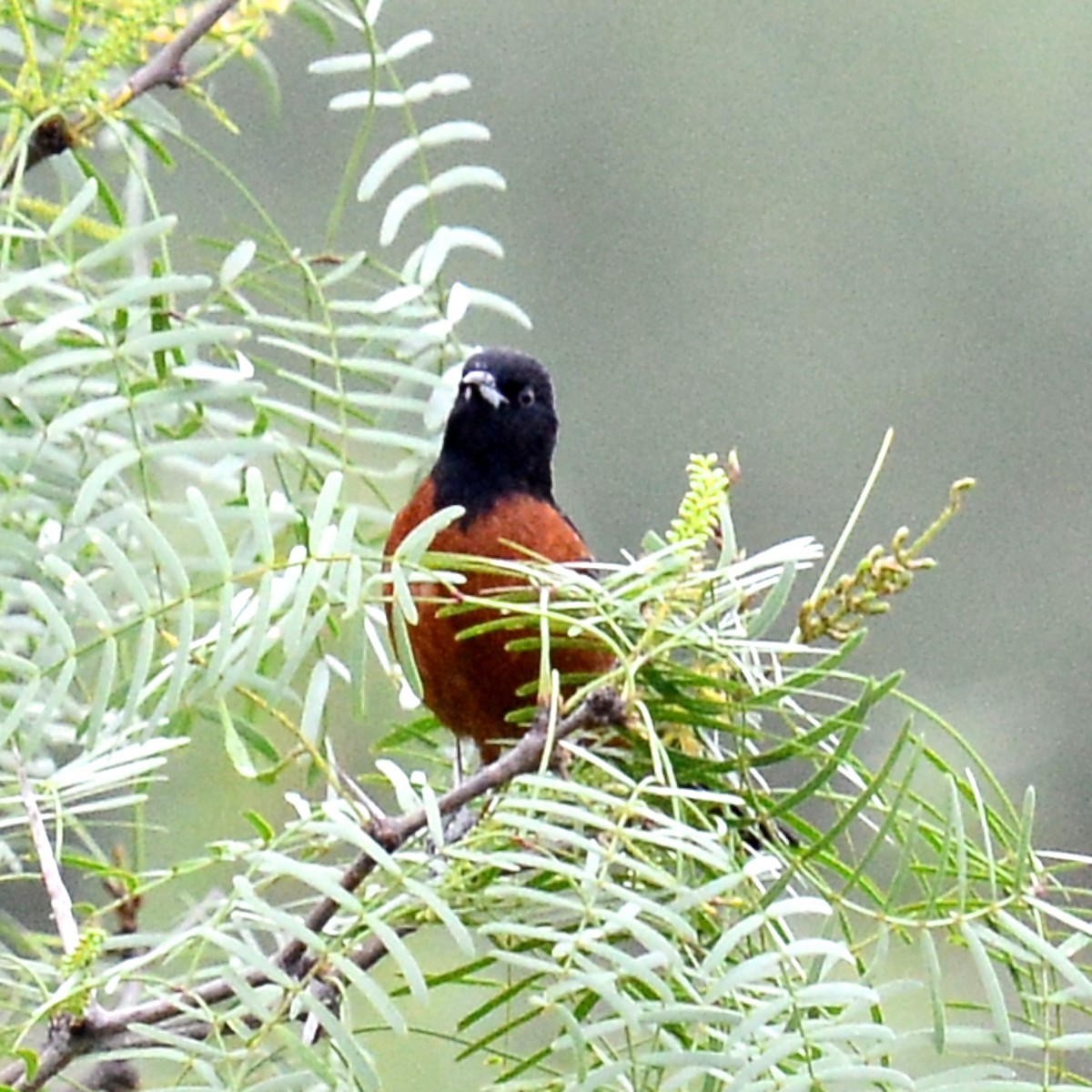 Orchard Oriole - ML618512188