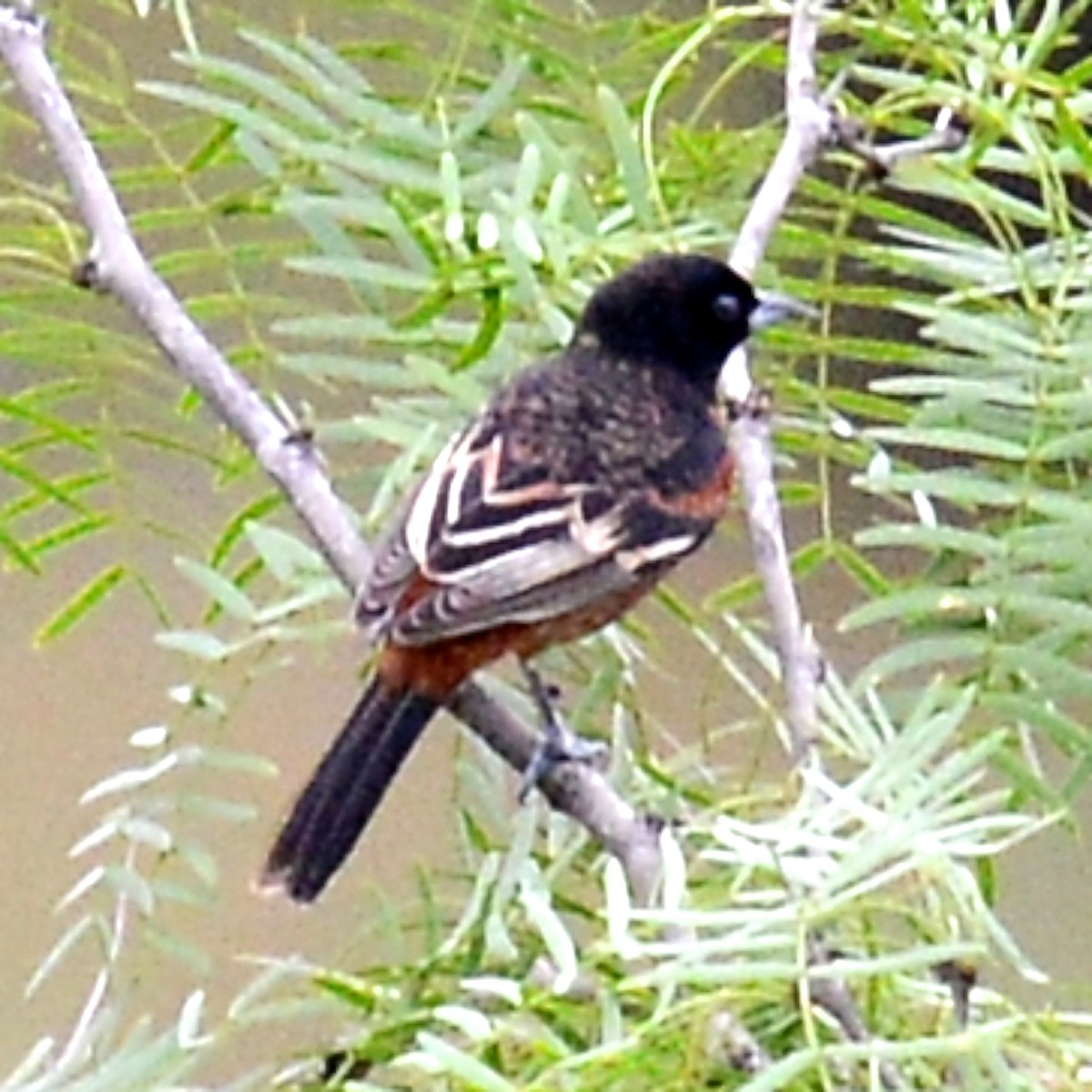 Orchard Oriole - ML618512189