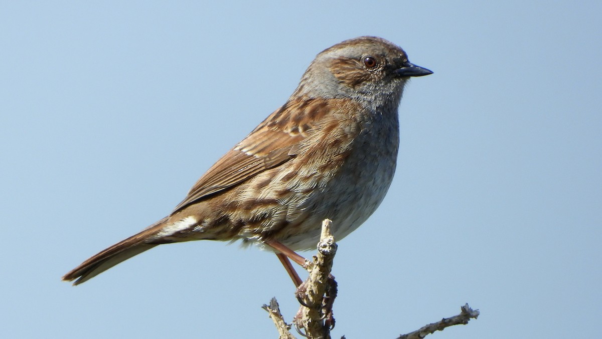 Dunnock - ML618512193