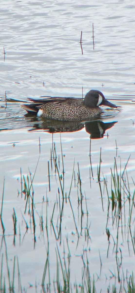 Blue-winged Teal - ML618512195