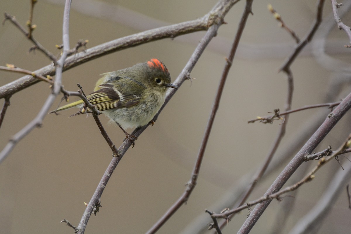 Ruby-crowned Kinglet - ML618512196