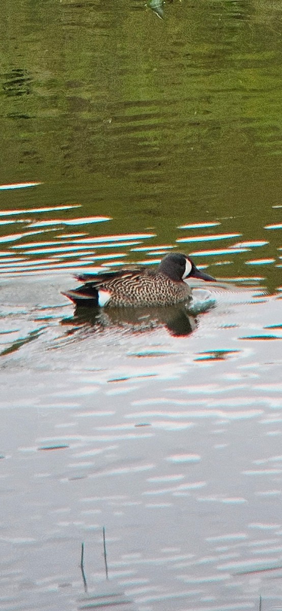 Blue-winged Teal - ML618512197