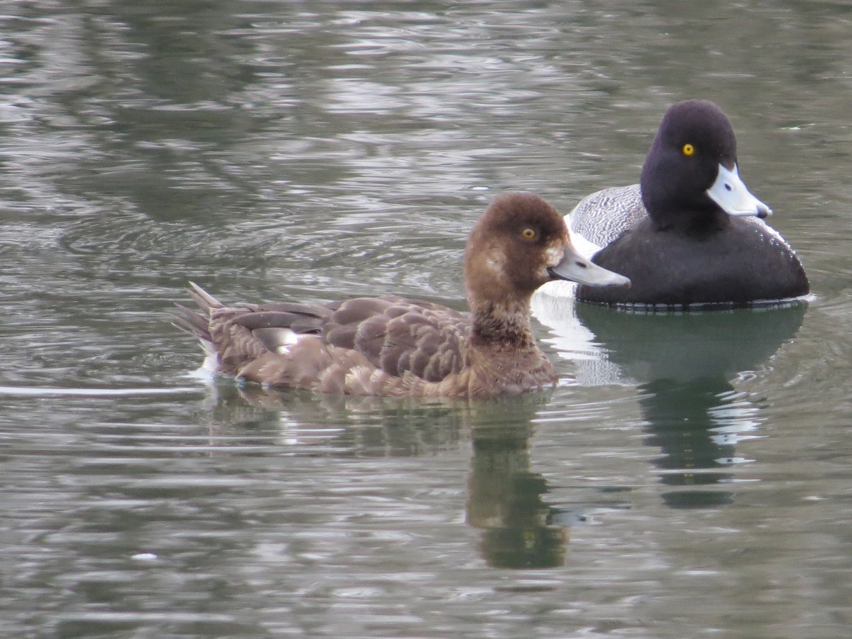 Lesser Scaup - Sharon Clark