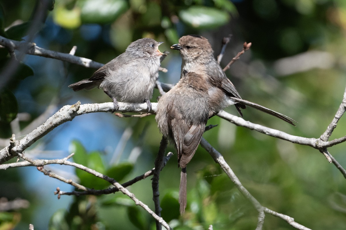 Bushtit - Cynthia  Case