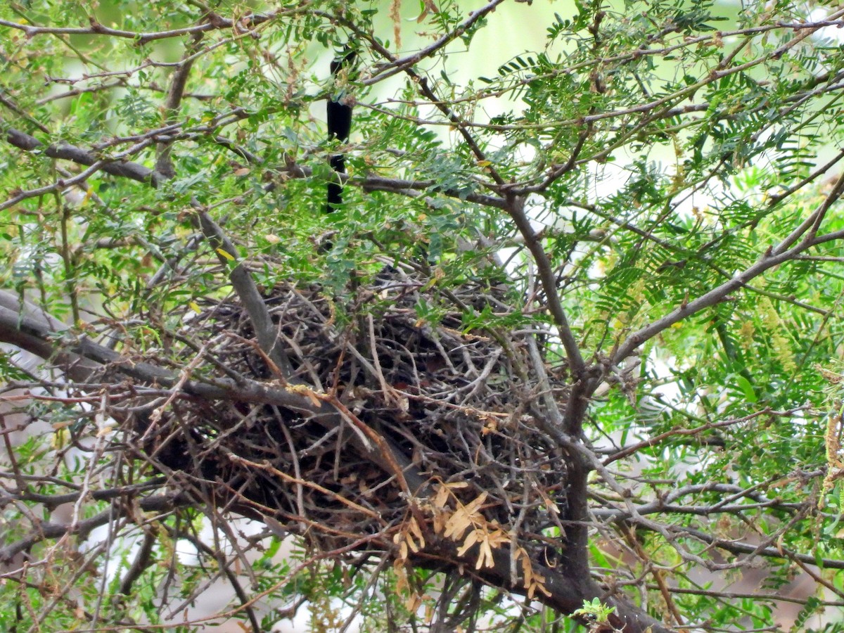 Groove-billed Ani - ML618512245