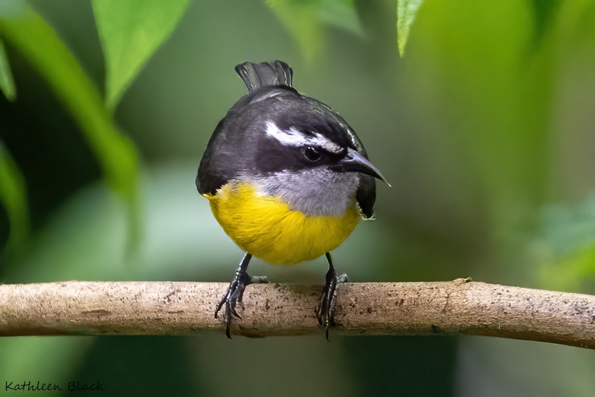 Bananaquit - Kathleen Black