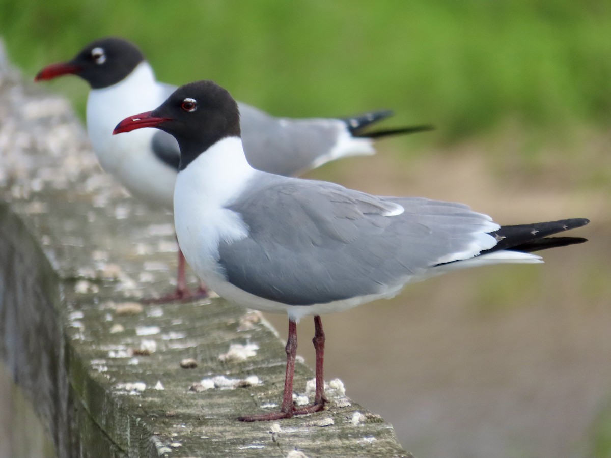 Laughing Gull - Craig Watson