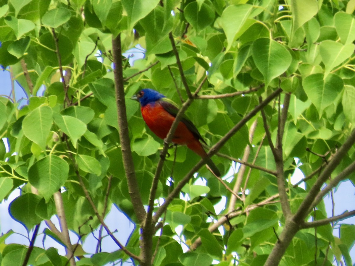 Painted Bunting - Craig Watson