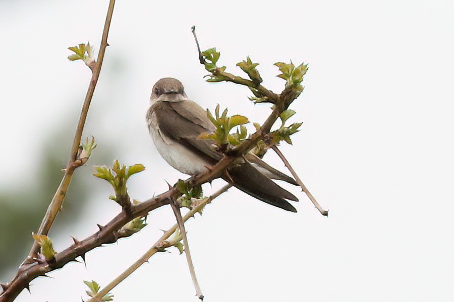 Northern Rough-winged Swallow - ML618512318