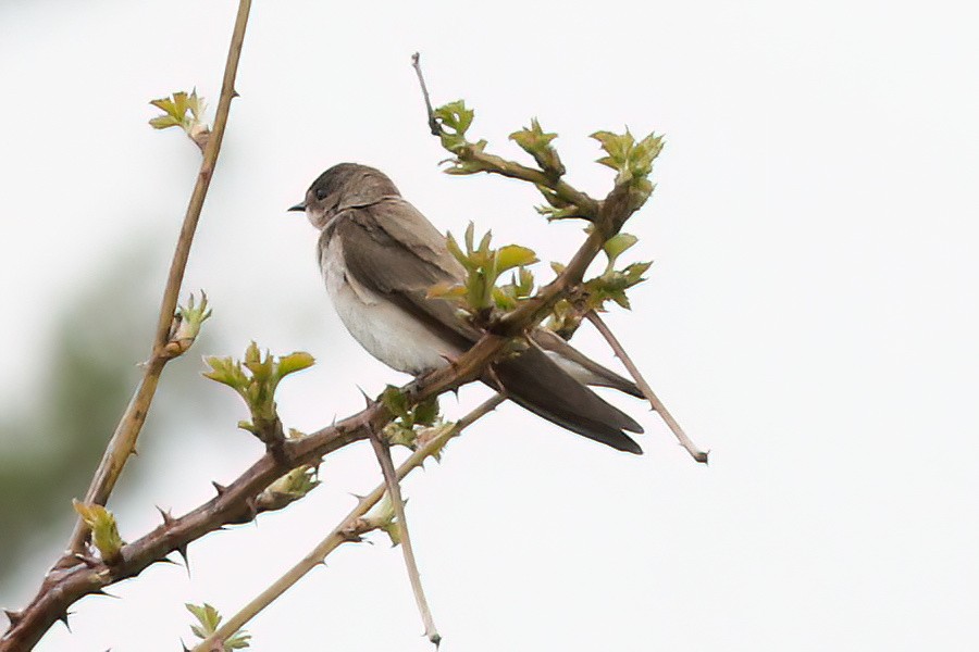 Northern Rough-winged Swallow - ML618512322
