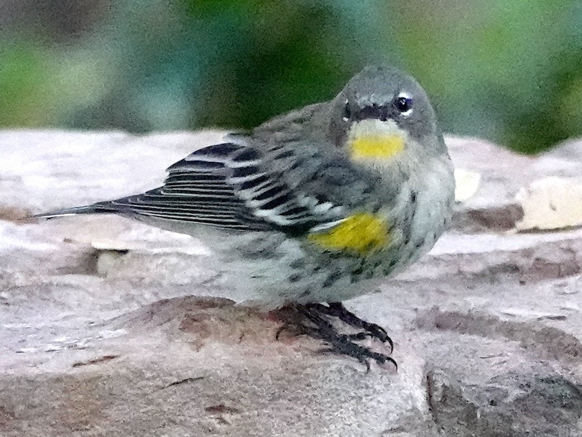 lesňáček žlutoskvrnný (ssp. coronata x auduboni) - ML618512332