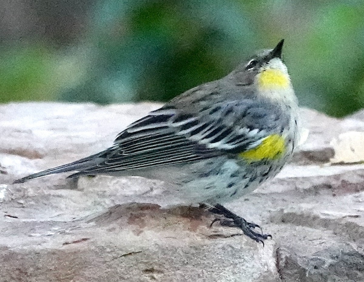 Yellow-rumped Warbler (Myrtle x Audubon's) - ML618512340
