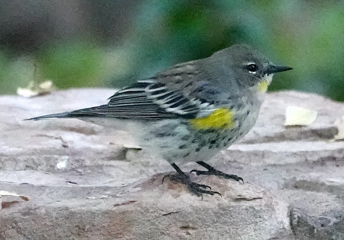 lesňáček žlutoskvrnný (ssp. coronata x auduboni) - ML618512347