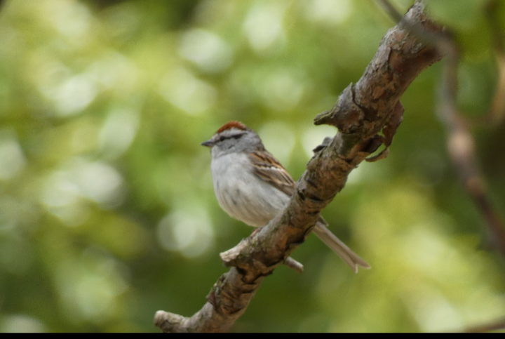 Chipping Sparrow - Jacquelyn Matracia