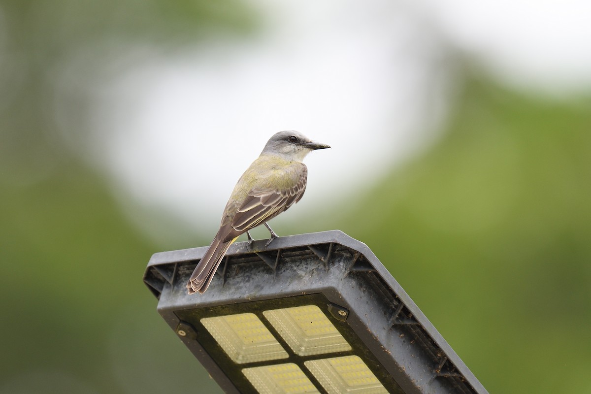 Tropical Kingbird - terence zahner