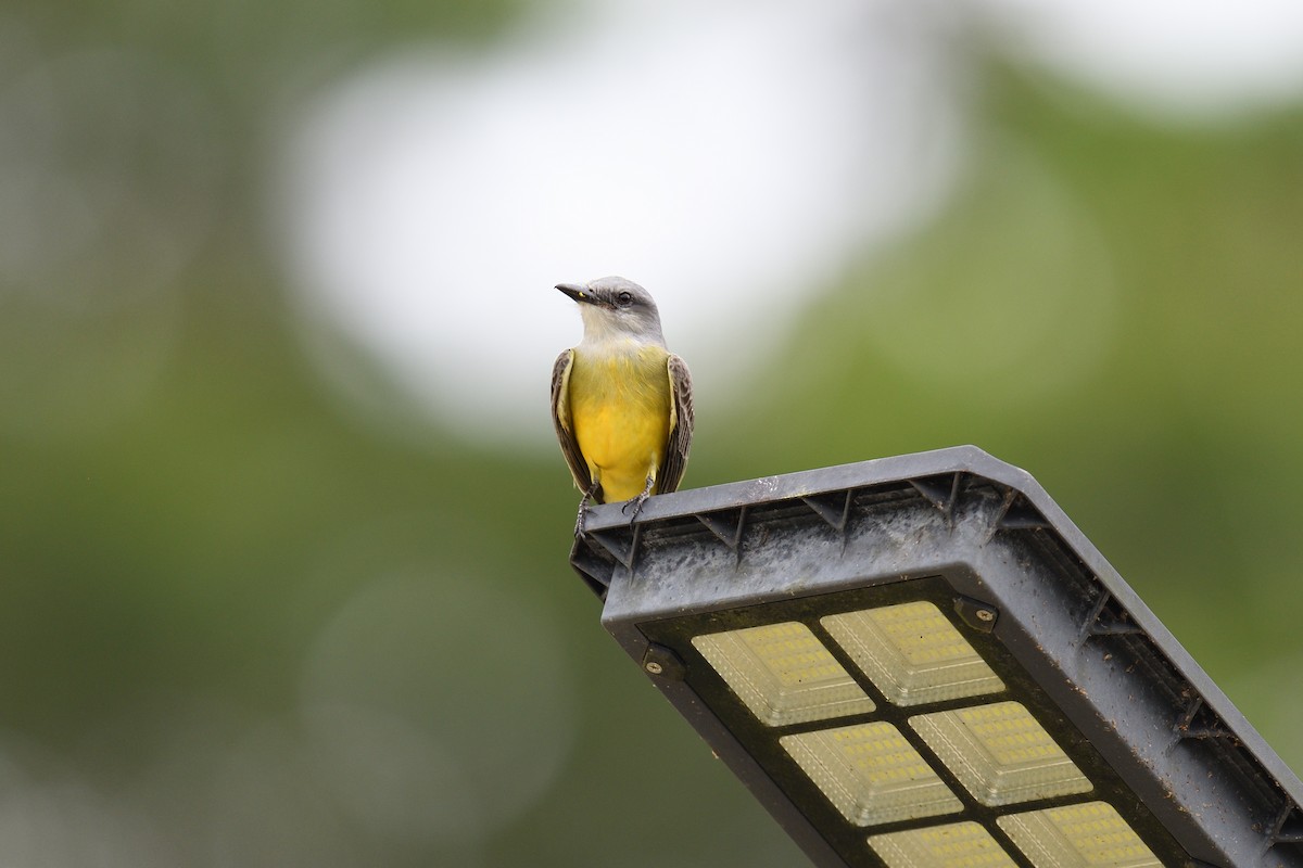 Tropical Kingbird - terence zahner