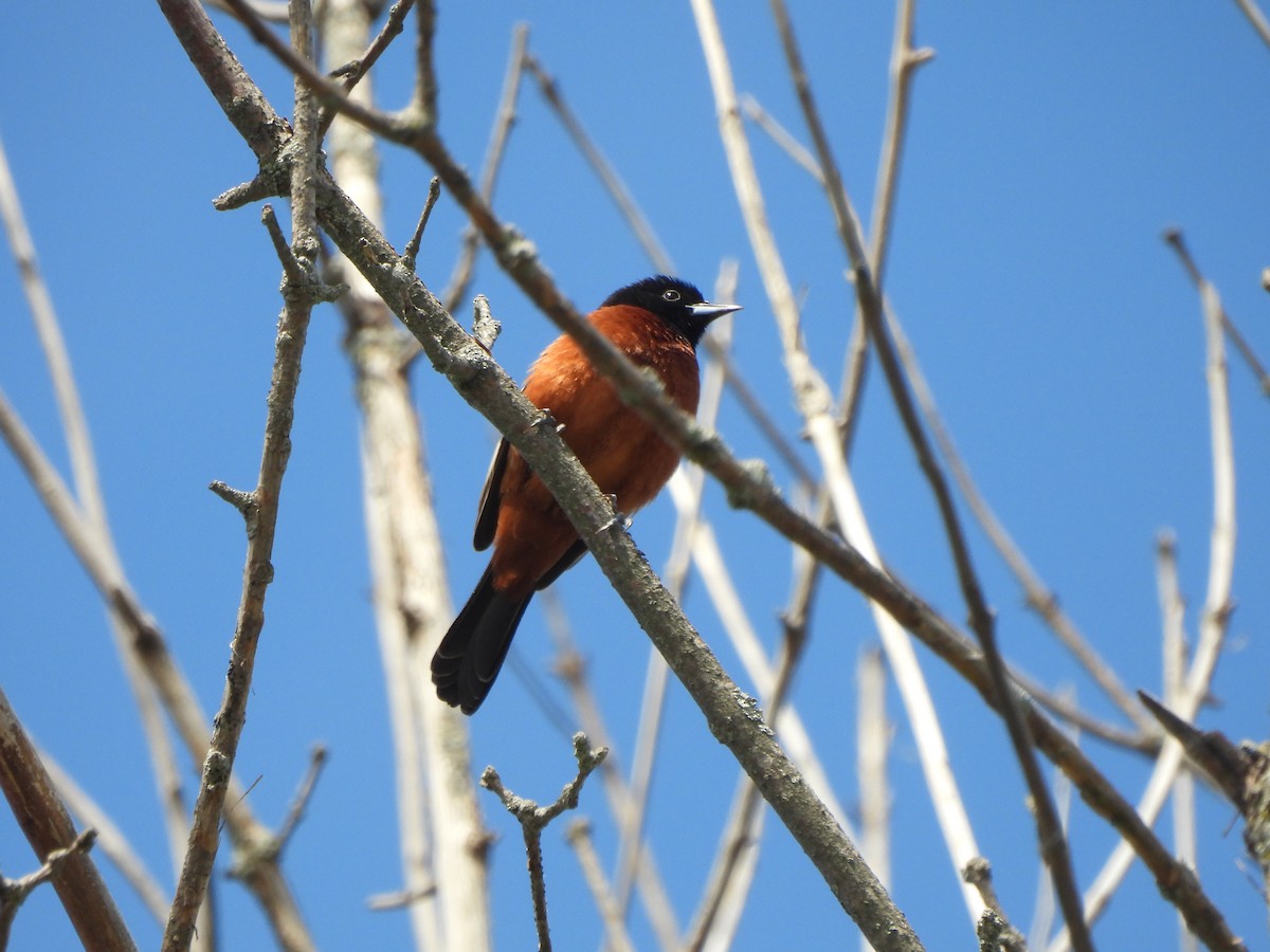 Orchard Oriole - Brady Weston