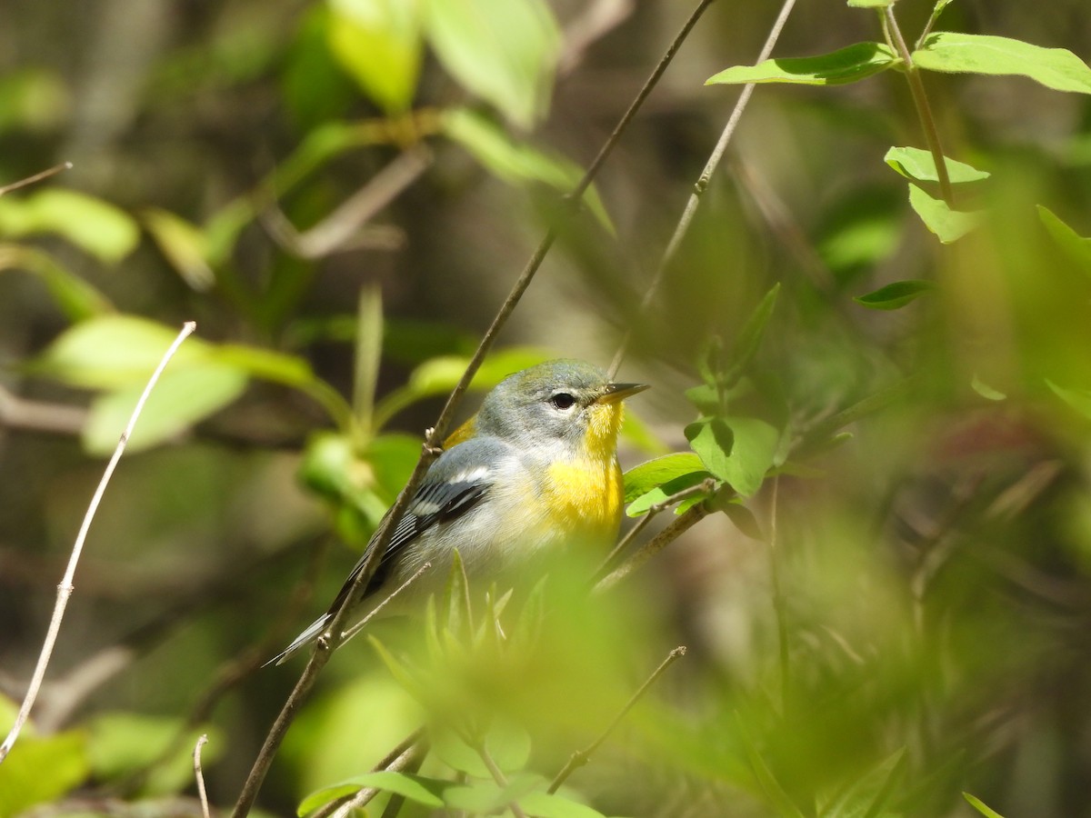 Northern Parula - Brady Weston