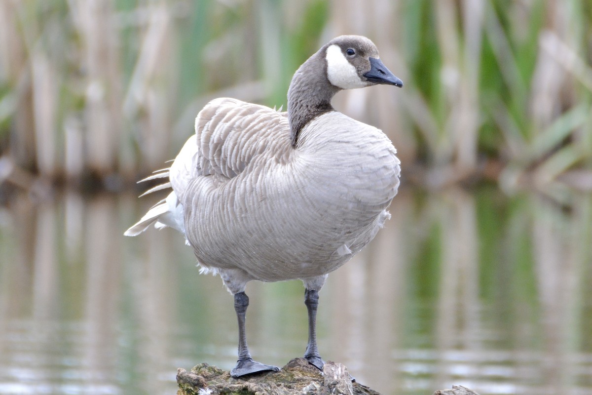 Canada Goose - ML618512496