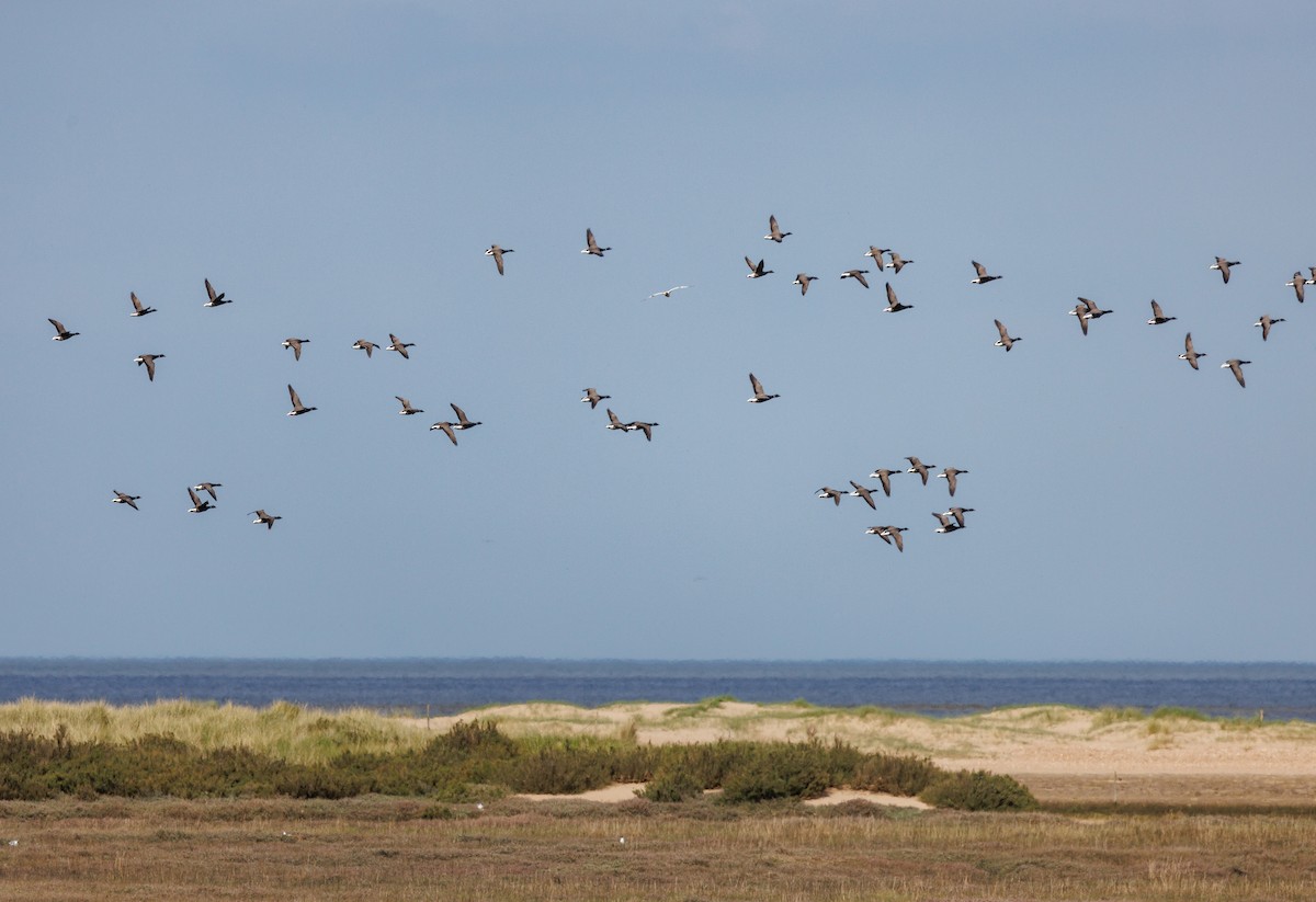 Brant (Dark-bellied) - ML618512498