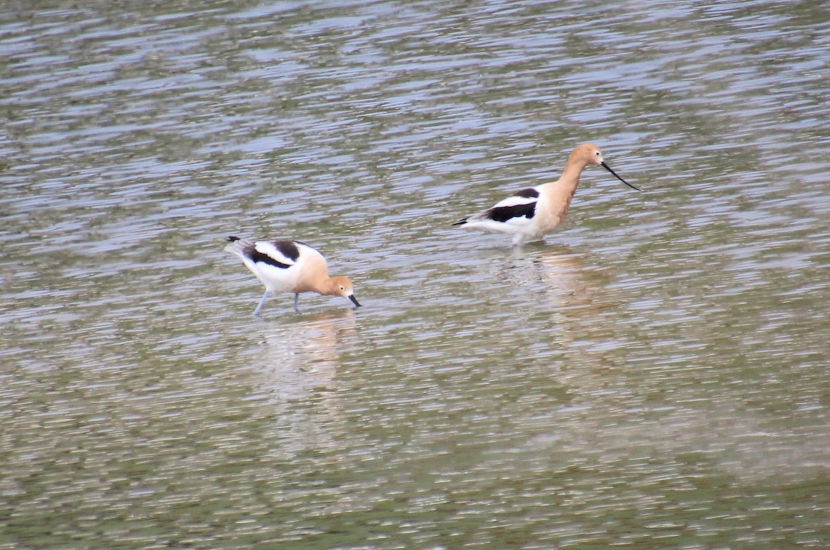 American Avocet - Elaine Cassidy