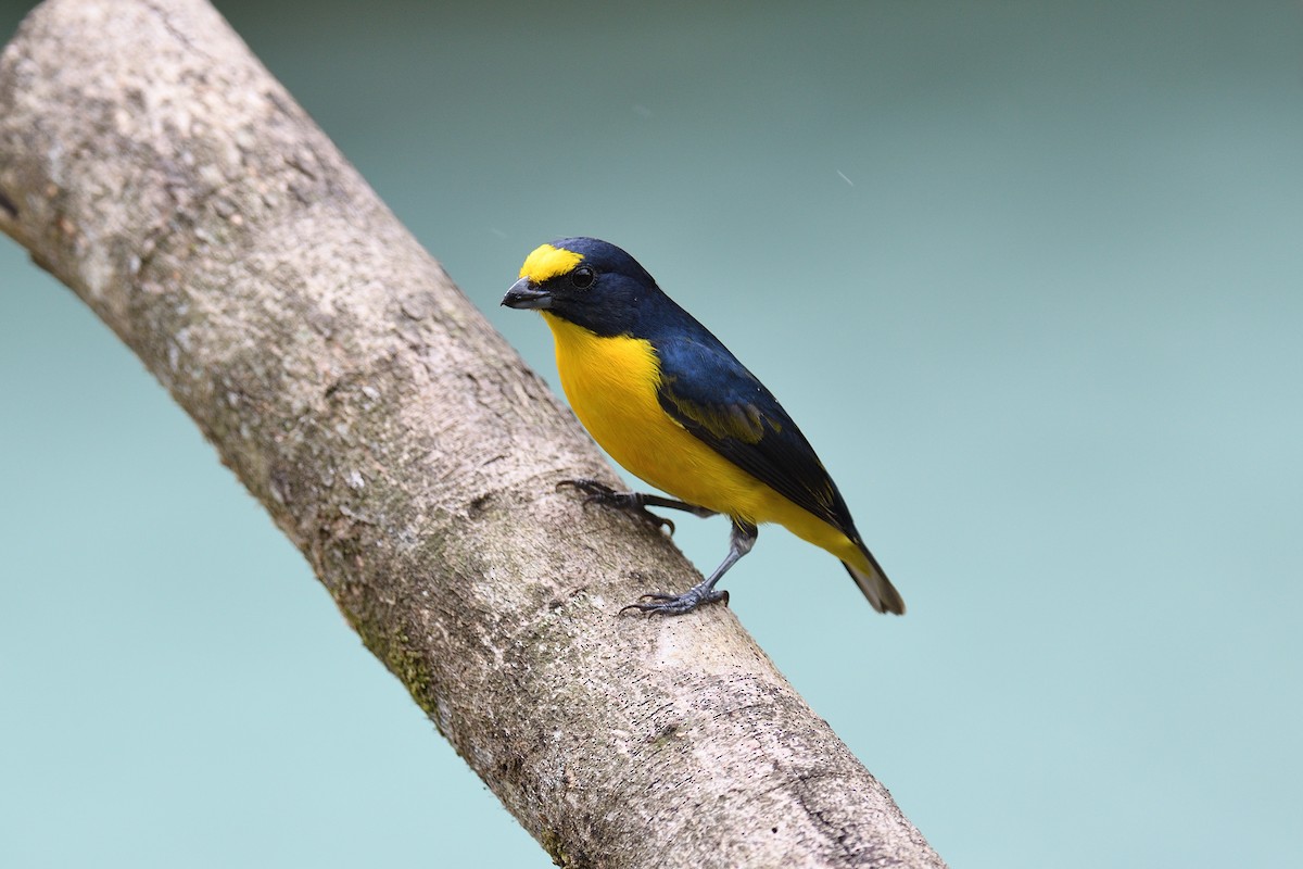 Yellow-throated Euphonia - terence zahner