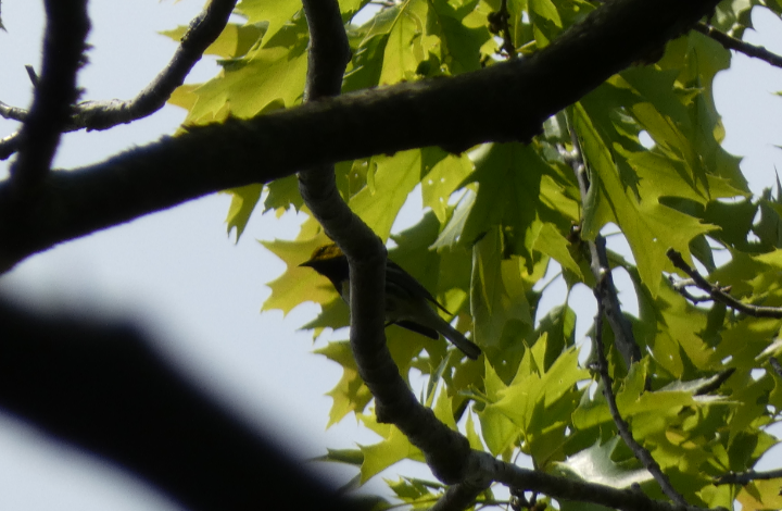 Black-throated Green Warbler - ML618512527