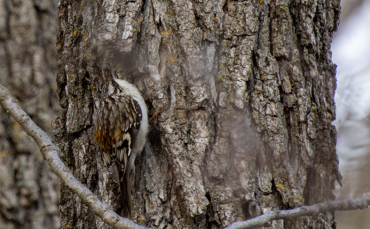 Brown Creeper - Tara Plum