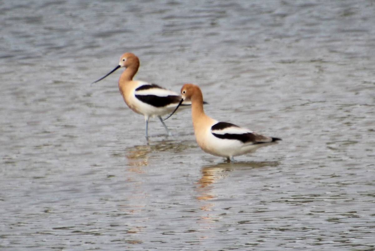 American Avocet - ML618512541