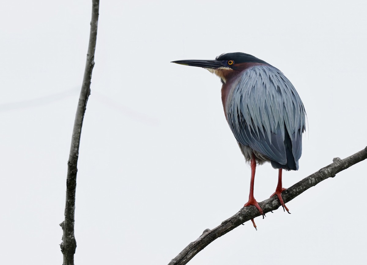 Green Heron - Grace Simms  🐦‍⬛