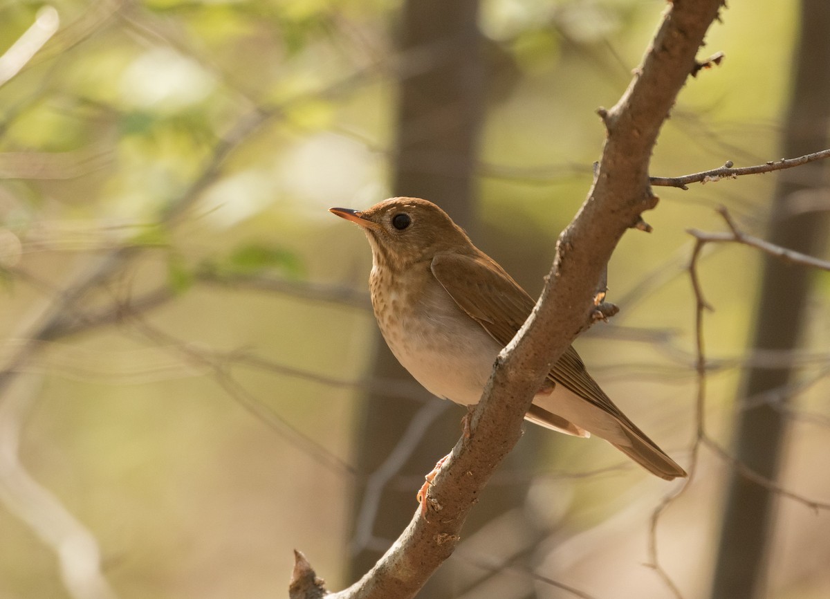 Veery - ML618512571