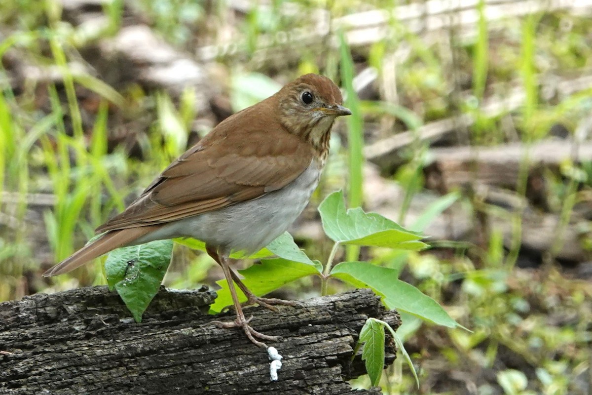 Veery - Jack Scott